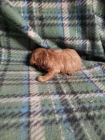 Bessie, a female Bichon Frise and Poodle - Toy  for sale in Pahrump, NV – 2 of 3