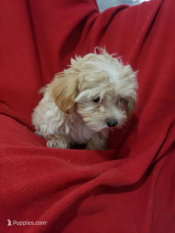 Einstein – Maltipoo puppy for sale in Pahrump, NV