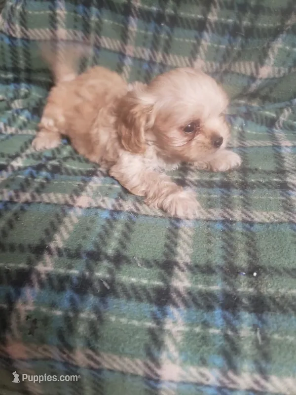 Zeke - A Cavatese – Cavapoo puppy for sale in Pahrump, NV