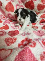 Mallory, a female Maltipoo for sale in Pahrump, NV – 1 of 6