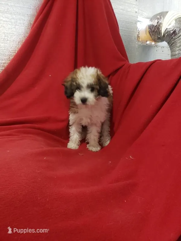 Claire – Maltipoo puppy for sale in Pahrump, NV