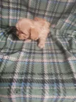 Zeke - A Cavatese, a male Cavapoo for sale in Pahrump, NV – 4 of 4