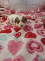 Sadie, a female Cavapoo for sale in Pahrump, NV – Photo 1 of 4