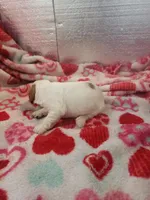 Sadie, a female Cavapoo for sale in Pahrump, NV – Photo 3 of 4