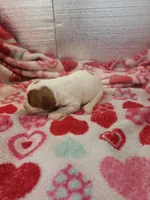 Sadie, a female Cavapoo for sale in Pahrump, NV – Photo 2 of 4