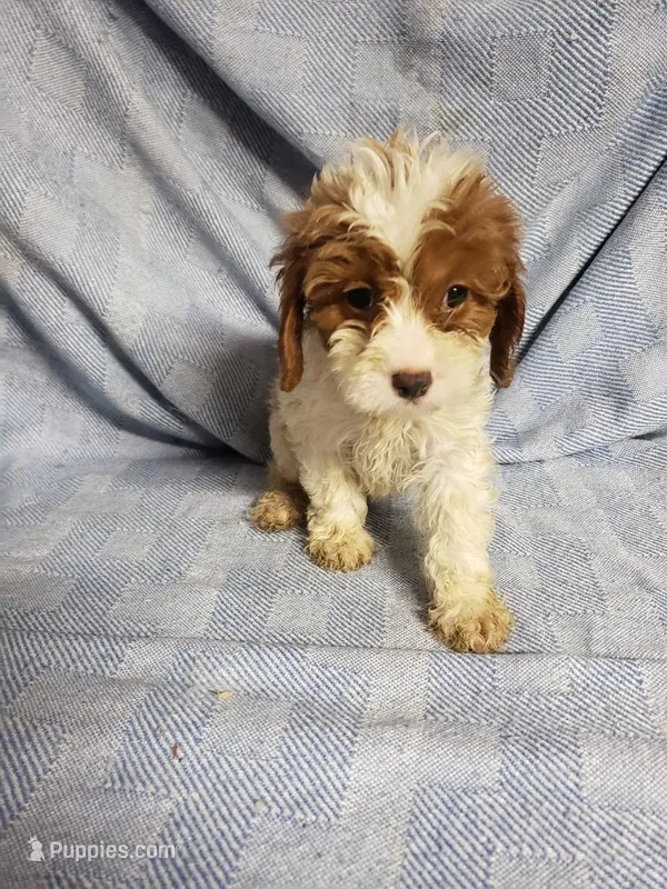 Sadie – Cavapoo puppy for sale in Pahrump, NV
