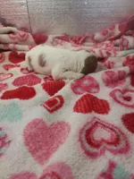 Sadie, a female Cavapoo for sale in Pahrump, NV – Photo 4 of 4