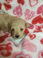 Banjo, a male Bichpoo for sale in Pahrump, NV – 3 of 6