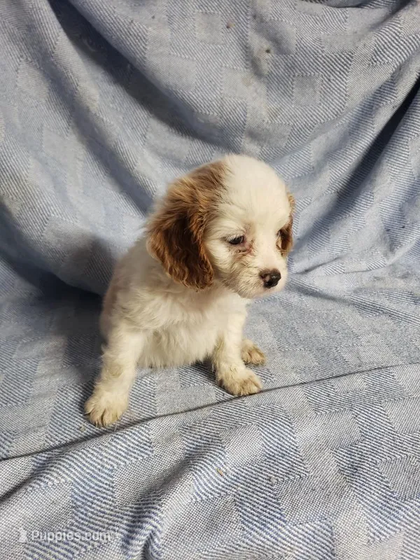 Archie – Cavapoo puppy for sale in Pahrump, NV