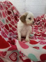 Archie, a male Cavapoo for sale in Pahrump, NV – Photo 2 of 3