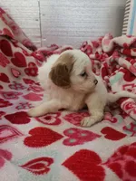 Archie, a male Cavapoo for sale in Pahrump, NV – Photo 3 of 3