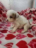 Archie, a male Cavapoo for sale in Pahrump, NV – Photo 1 of 3