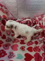 Ace, a male Cavapoo for sale in Pahrump, NV – Photo 3 of 3