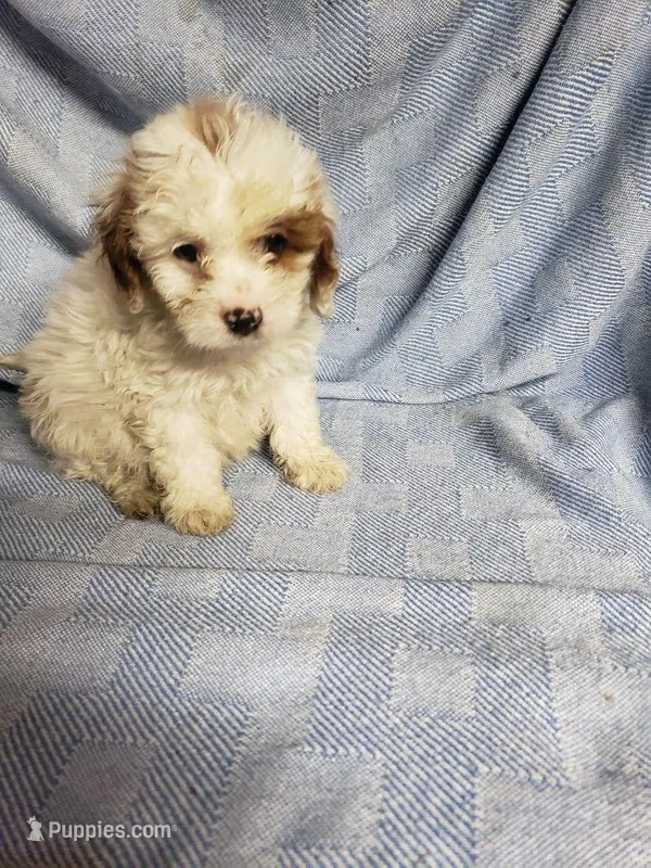 Ace – Cavapoo puppy for sale in Pahrump, NV