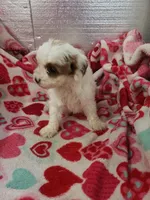 Ace, a male Cavapoo for sale in Pahrump, NV – Photo 2 of 3