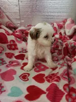 Ace, a male Cavapoo for sale in Pahrump, NV – Photo 1 of 3