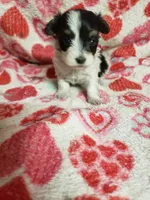Mallory, a female Maltipoo for sale in Pahrump, NV – 4 of 6
