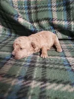 Benji, a male Bichon Frise and Poodle - Toy  for sale in Pahrump, NV – 1 of 3