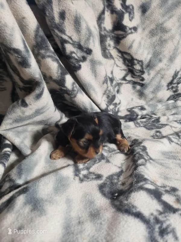 Cutter – Yorkshire Terrier puppy for sale in Pahrump, NV