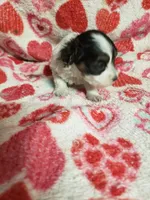 Mallory, a female Maltipoo for sale in Pahrump, NV – 3 of 6