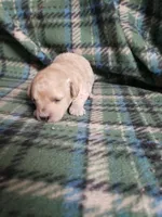 Barbie, a female Bichon Frise and Poodle - Toy  for sale in Pahrump, NV – 2 of 3