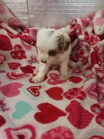 Alice, a female Cavapoo for sale in Pahrump, NV – Photo 2 of 3