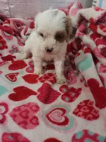 Alice, a female Cavapoo for sale in Pahrump, NV – Photo 1 of 3