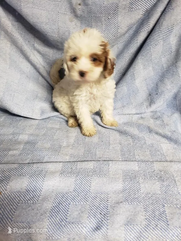 Alice – Cavapoo puppy for sale in Pahrump, NV