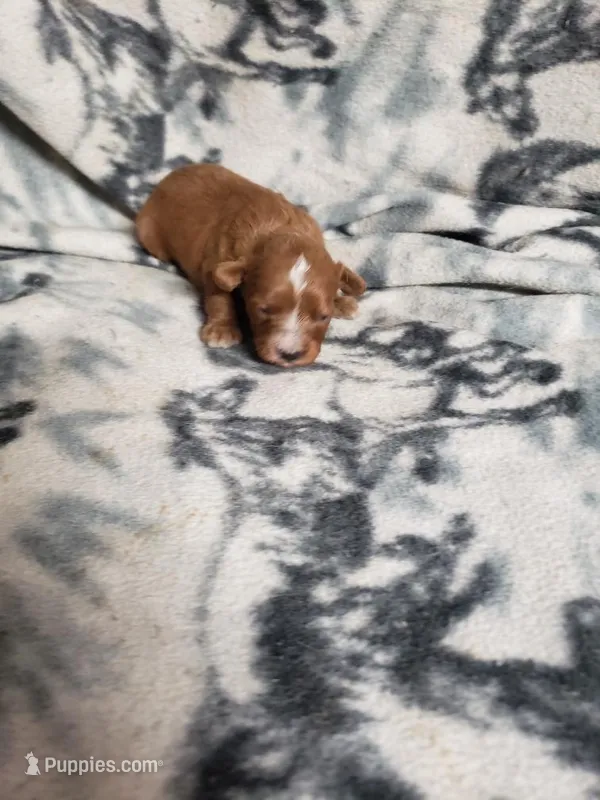 Pogo – Cavapoo puppy for sale in Pahrump, NV