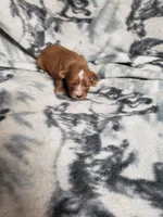 Pogo, a female Cavapoo for sale in Pahrump, NV – 1 of 3