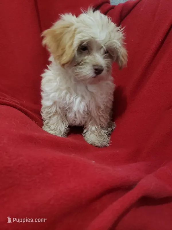 Edsol – Maltipoo puppy for sale in Pahrump, NV