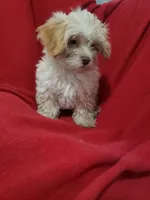 Edsol, a male Maltipoo for sale in Pahrump, NV – 1 of 3