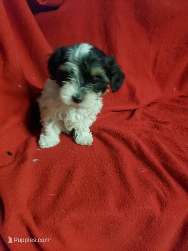 Mallory – Maltipoo puppy for sale in Pahrump, NV