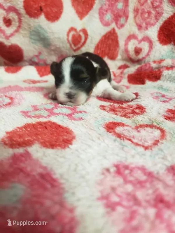 Mallory – Maltese, Poodle - Toy  puppy for sale in Pahrump, NV