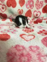 Mallory, a female Maltese and Poodle - Toy  for sale in Pahrump, NV – 3 of 3