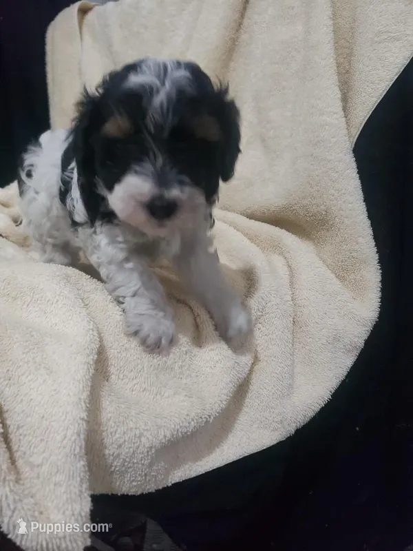 Gabriel – Maltipoo puppy for sale in Pahrump, NV