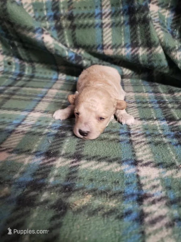 Banjo – Bichon Frise, Poodle - Toy  puppy for sale in Pahrump, NV