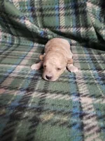 Banjo, a male Bichon Frise and Poodle - Toy  for sale in Pahrump, NV – 1 of 3