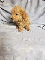 Banjo, a male Bichpoo for sale in Pahrump, NV – 2 of 3
