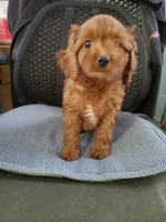 Bubbles, a female Cavapoo for sale in Pahrump, NV – 2 of 3