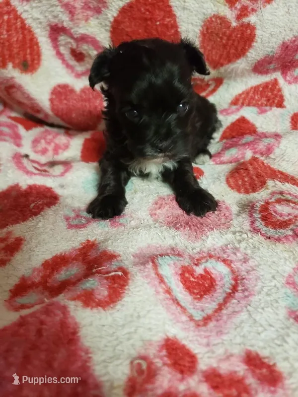 Madison – Maltese, Poodle - Toy  puppy for sale in Pahrump, NV