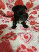 Madison, a female Maltipoo for sale in Pahrump, NV – 1 of 6