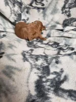 Pogo, a female Cavapoo for sale in Pahrump, NV – 2 of 3