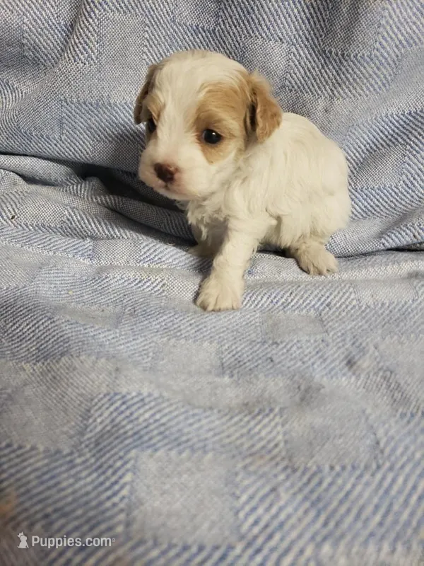 Gabby – Maltipoo puppy for sale in Pahrump, NV