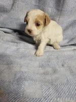 Gabby, a female Maltipoo for sale in Pahrump, NV – 4 of 9