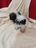 Stitch, a male Morkie for sale in Pahrump, NV – 3 of 6