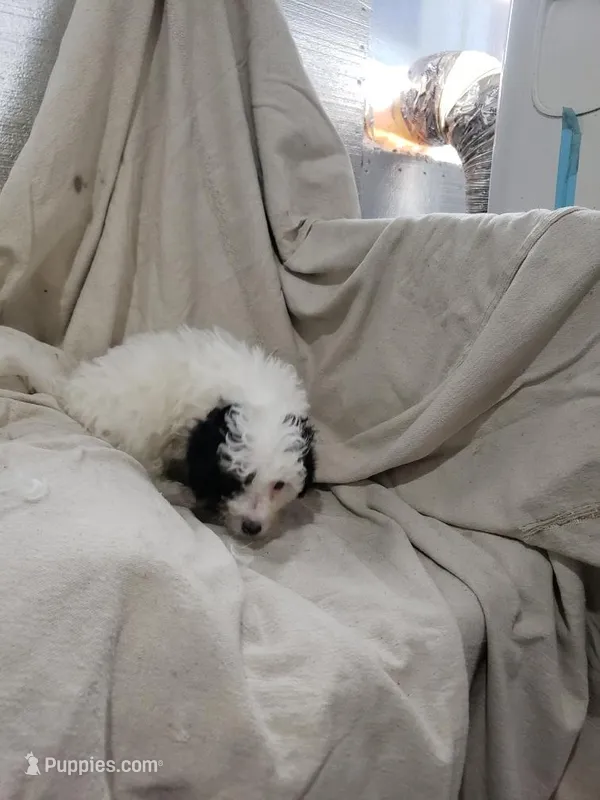 Chester – Maltipoo puppy for sale in Pahrump, NV
