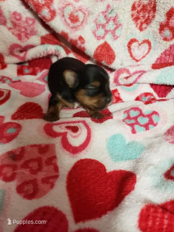 Cooper – Yorkshire Terrier puppy for sale in Pahrump, NV