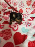 Cooper, a male Yorkshire Terrier for sale in Pahrump, NV – 1 of 3