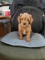 Burner, a male Cavapoo for sale in Pahrump, NV – 1 of 3